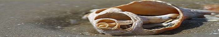 island shell small.jpg (80689 bytes)