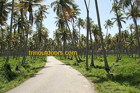 road for cycling through coconut plantation between icacos and bonasse cedros trinidad.jpg (105402 bytes)