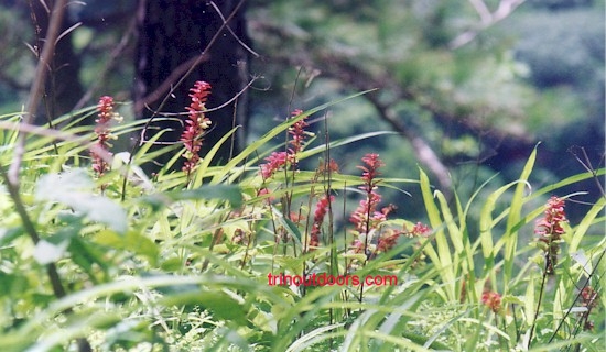 hillside flowers.jpg (71858 bytes)