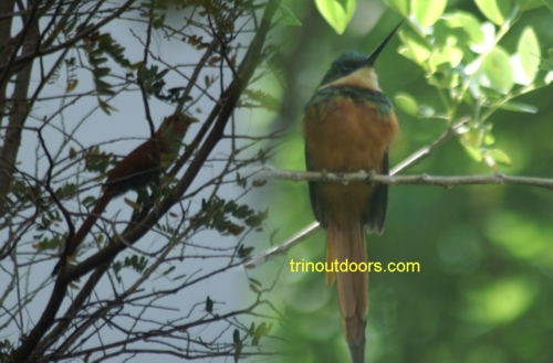 jacamar cuckoo composite.jpg (133869 bytes)