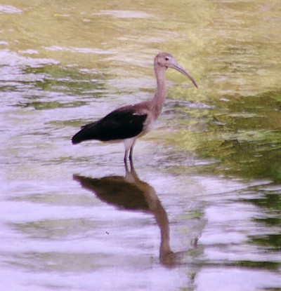 scarlet ibis immature 3.jpg (542262 bytes)